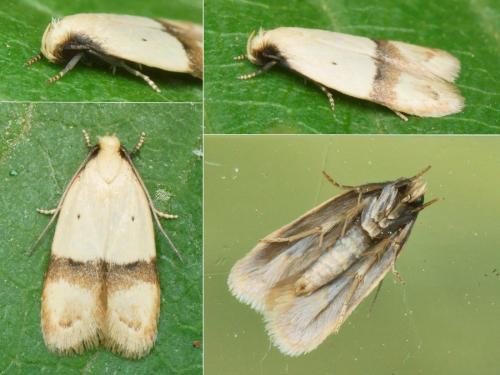 Odites kollarella